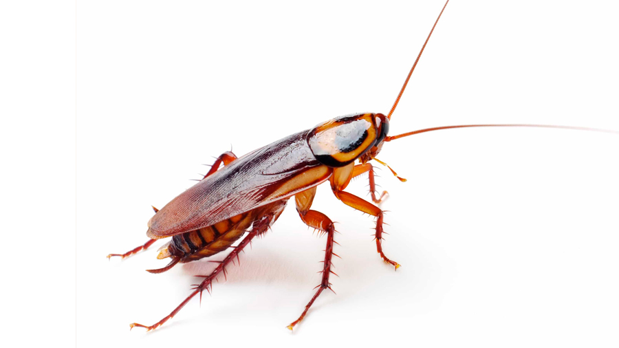 cucaracha